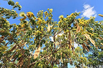 《黑神话：悟空》半身像预购预告 售价33800元