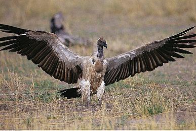 迷宫RPG名作新篇《IZUNA》公开 预定登陆Switch＆Steam