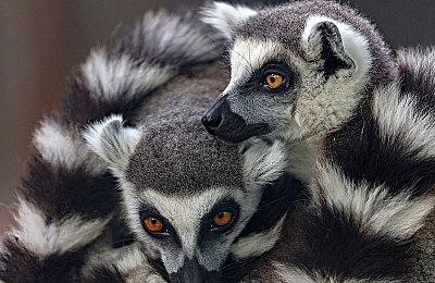 《真女神转生5》力压《最终幻想16》成Fami通最受期待游戏